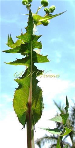  Upper cauline leaf
